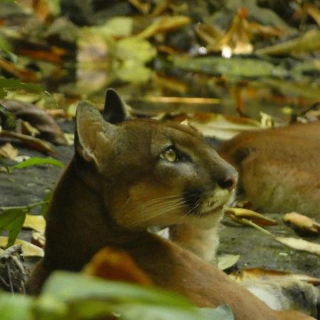Corcovado Wilderness Lodge By Scp San Pedrillo エクステリア 写真