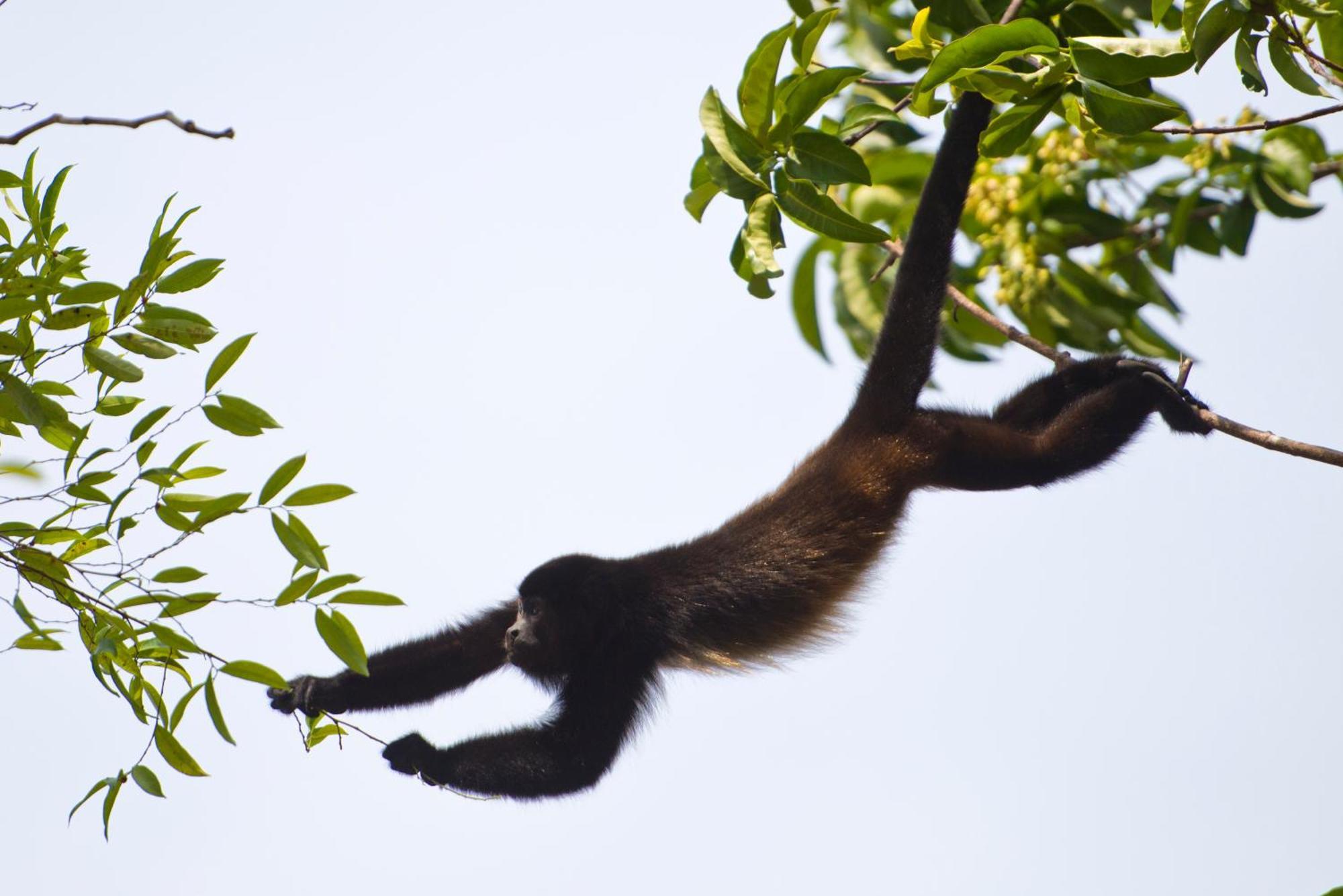 Corcovado Wilderness Lodge By Scp San Pedrillo エクステリア 写真