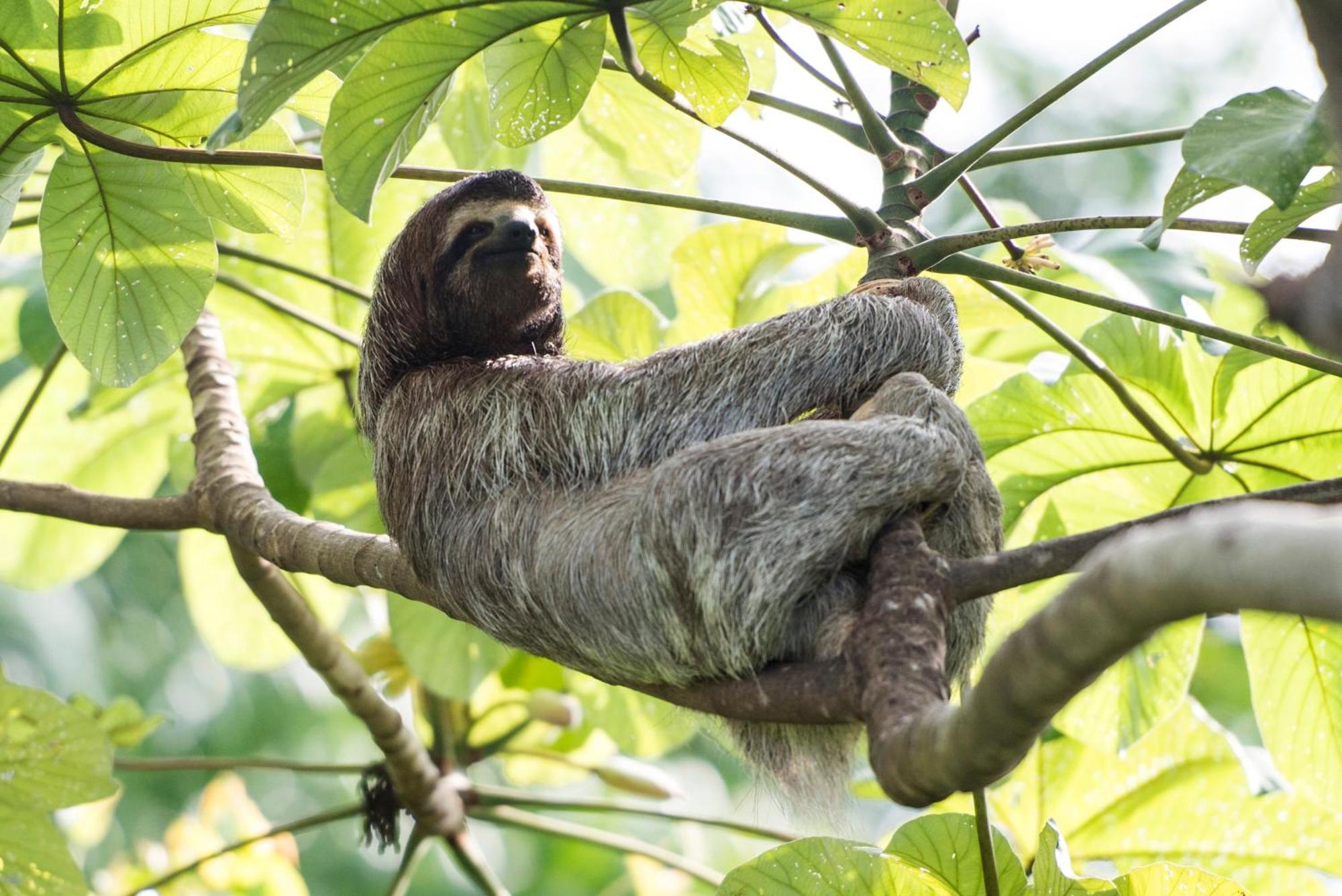Corcovado Wilderness Lodge By Scp San Pedrillo エクステリア 写真