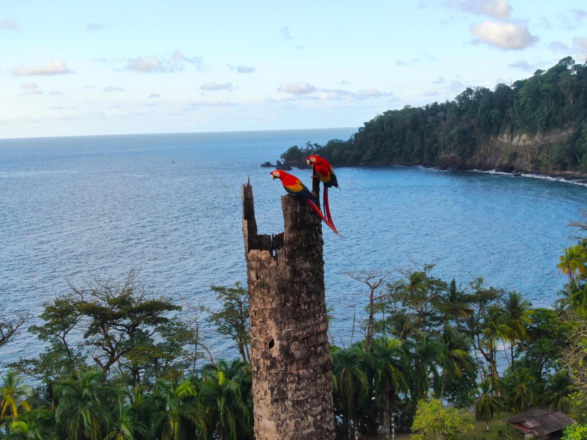 Corcovado Wilderness Lodge By Scp San Pedrillo エクステリア 写真