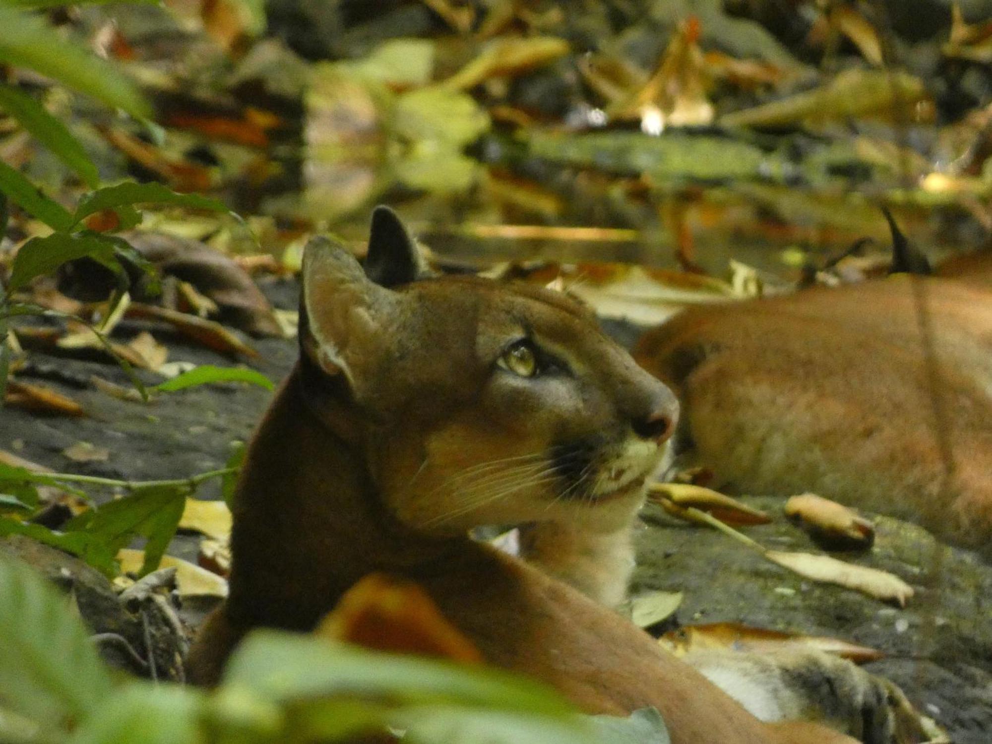 Corcovado Wilderness Lodge By Scp San Pedrillo エクステリア 写真